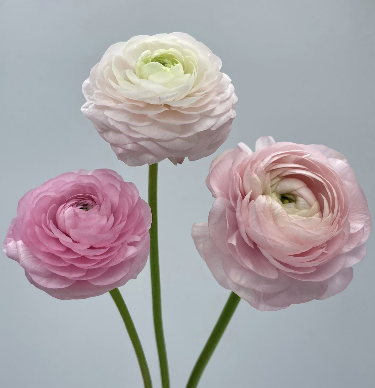 Ranunculus